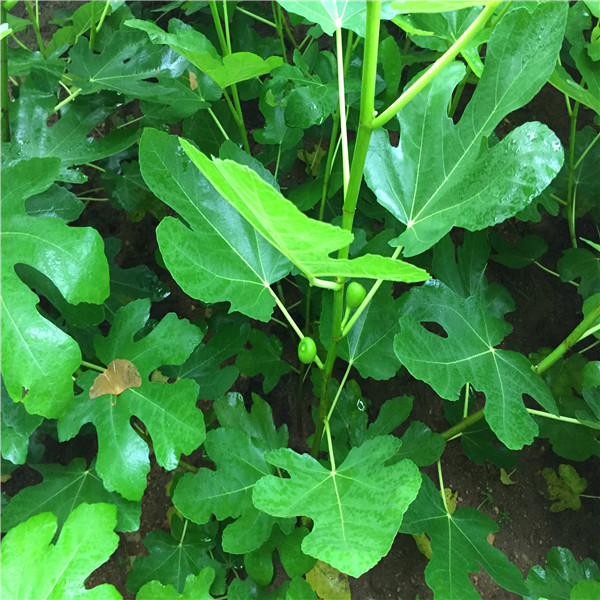 福建白蜜无花果苗种植和养护、福建白蜜无花果苗种植和养护