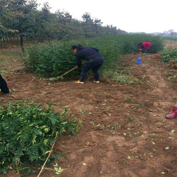 花椒种子好不好、花椒种子前景如何