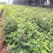 矮化香椿苗种植和养护、矮化香椿苗厂家价格图片