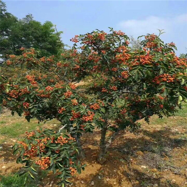 小红椒花椒树苗怎么栽植、小红椒花椒树苗哪里便宜