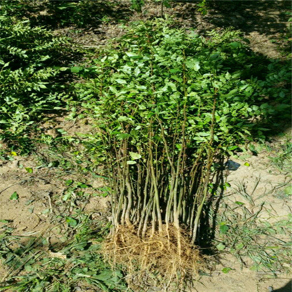 花椒树苗、花椒树苗量大优惠