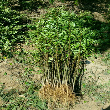 占地花椒苗种植技术、玉屏侗族自治县占地花椒苗