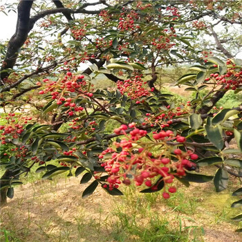 花椒种子供求信息、花椒种子生产基地