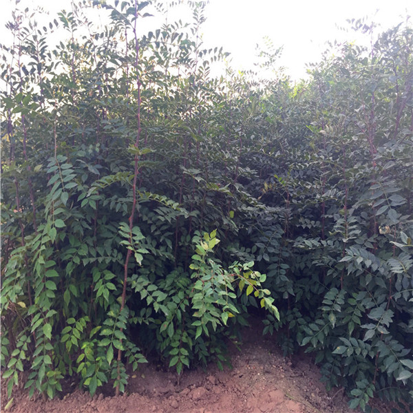黑油香椿苗什么时候栽植好、黑油香椿苗种植注意事项