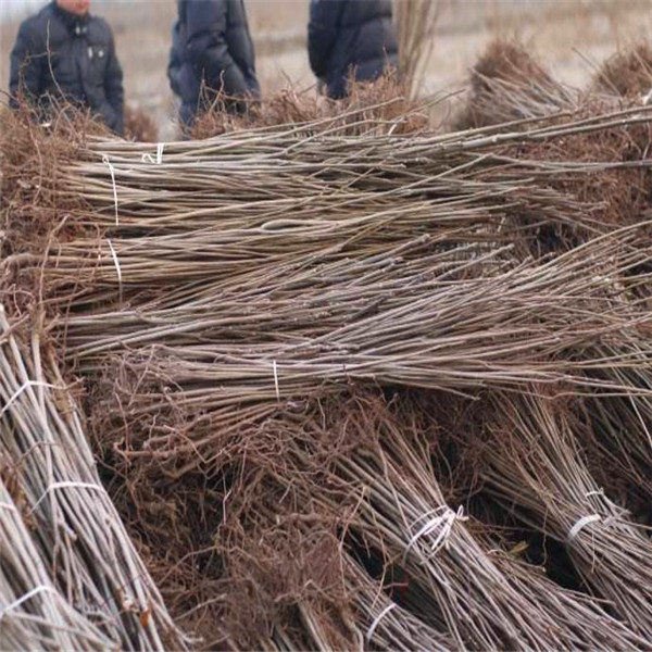 山椒树苗种植技术、山椒树苗常见的病虫害