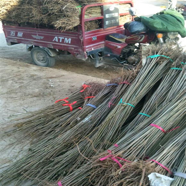 特征小红椒花椒树苗、高明区小红椒花椒树苗小红椒花椒树苗市场价格