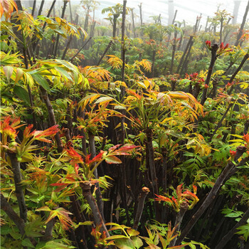 兴庆区青花椒树苗、兴庆区青花椒树苗产量高吗