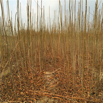 黑油香椿苗什么时候栽植好、黑油香椿苗种植注意事项