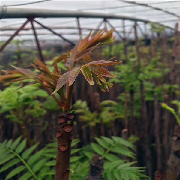 豆椒花椒苗超批发、豆椒花椒苗介绍大全