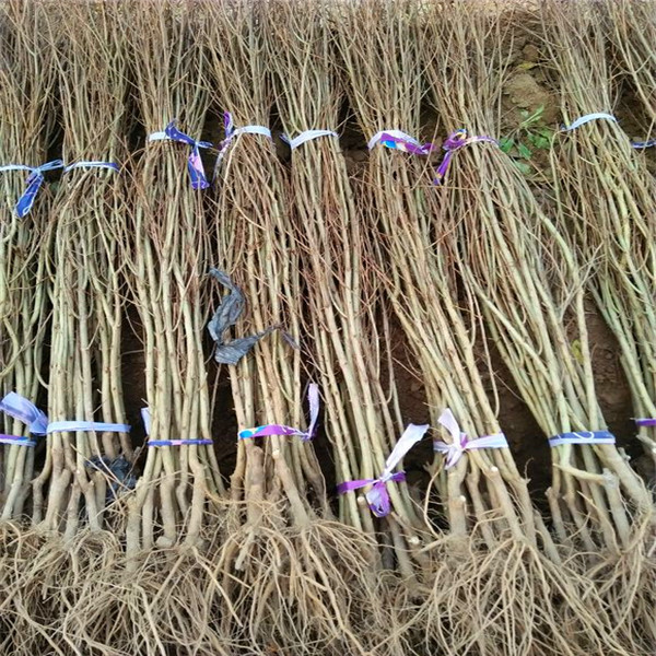 睢阳区大马牙石榴苗种植图片