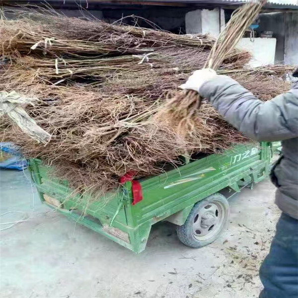 平塘水晶石榴苗出售基地