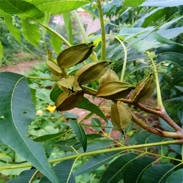 碧根果樹苗銷售信息
