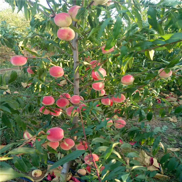 桃树实生苗种类