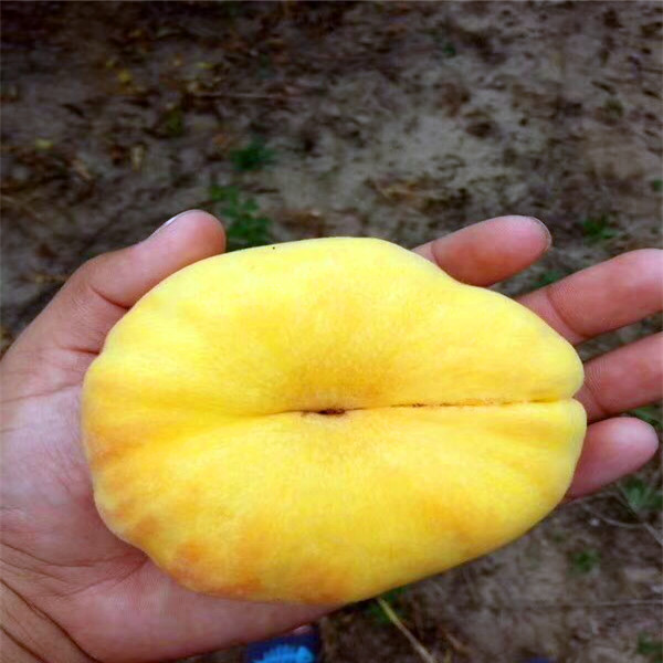 桃树实生苗怎么施肥
