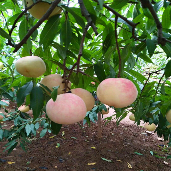 桃树实生苗种类