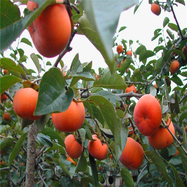 甘秋甜柿树苗哪个品种柿子好吃、甘秋甜柿树苗图片大全