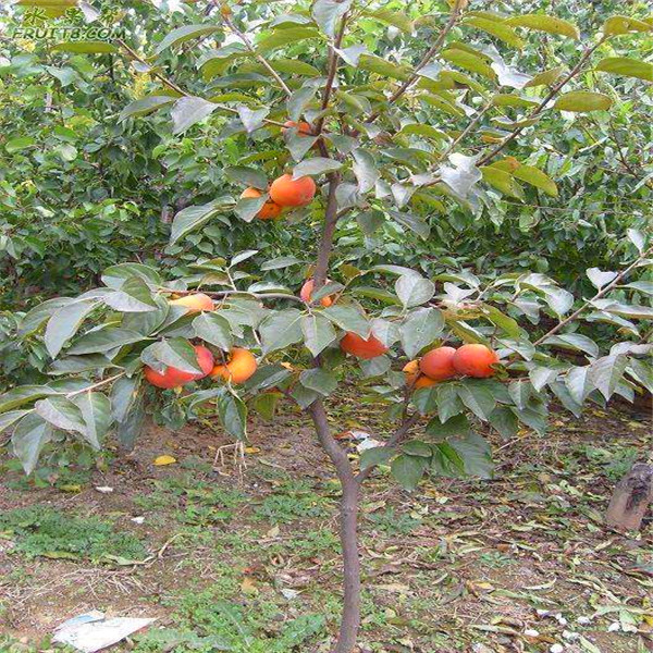 台湾甜柿树苗栽培技术、台湾甜柿树苗信息