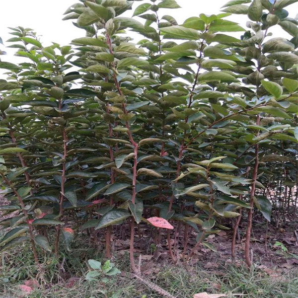 黑枣树苗成长特性、黑枣树苗幼苗培育基地