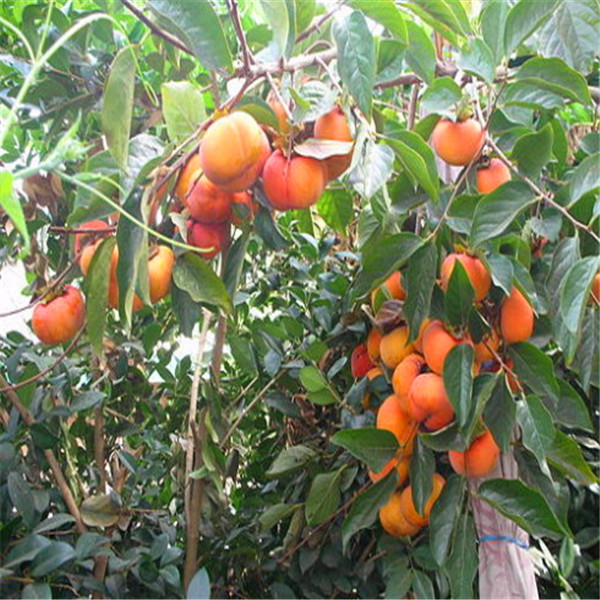 太秋甜柿树苗应用、太秋甜柿树苗栽培环境