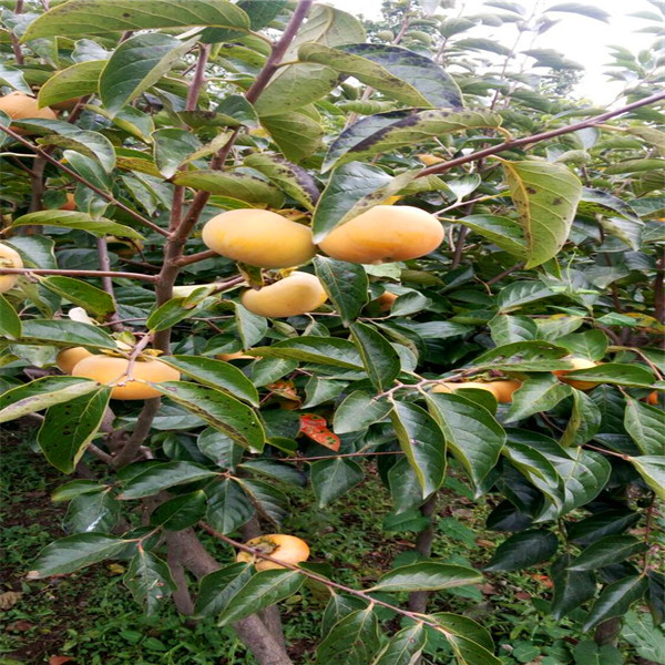 大秋柿子树苗_大秋柿子树苗规范化育苗