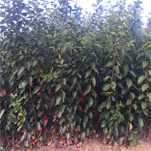 太秋甜柿树苗应用、太秋甜柿树苗栽培环境