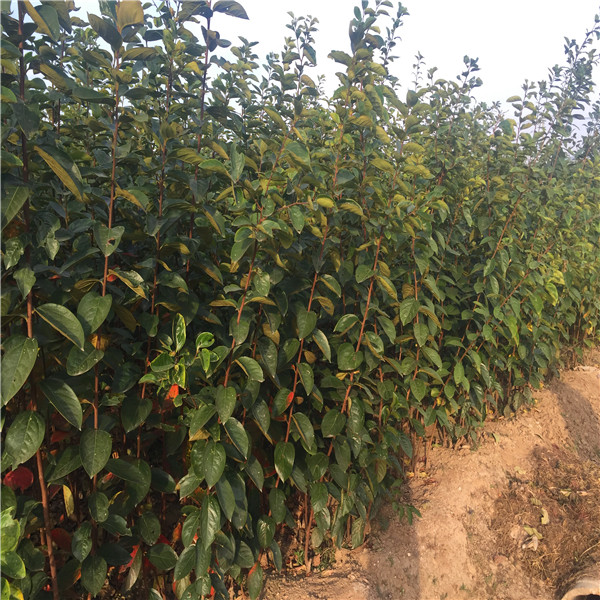 黑枣树苗成长特性、黑枣树苗幼苗培育基地