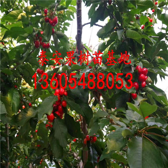 肥嫩碩大的吉塞拉砧木苗_吉塞拉砧木苗幾年掛果