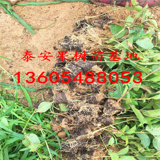 櫻砧王櫻桃砧木苗、櫻砧王櫻桃砧木苗品種