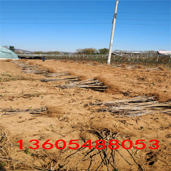 大青葉櫻桃砧木苗規(guī)格型號