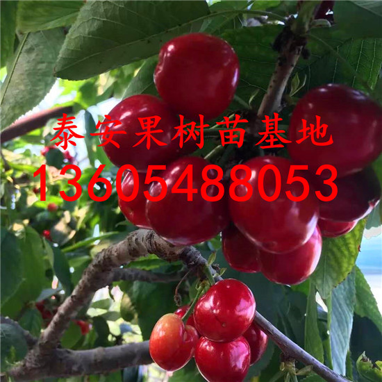 果個(gè)大小整齊的吉塞拉12號(hào)砧木、吉塞拉12號(hào)砧木品種種類多_純度高