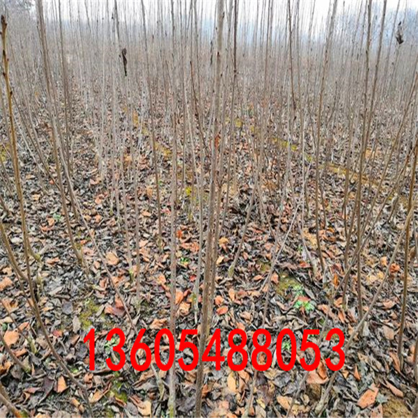 馬哈利櫻桃砧木苗批發(fā)貨源地、馬哈利櫻桃砧木苗批發(fā)貨源地