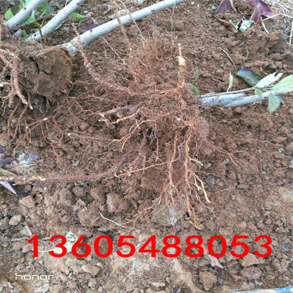 馬哈利櫻桃砧木苗種植基地、馬哈利櫻桃砧木苗批發(fā)市場