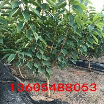 櫻砧王櫻桃砧木苗、櫻砧王櫻桃砧木苗種植技術(shù)大全