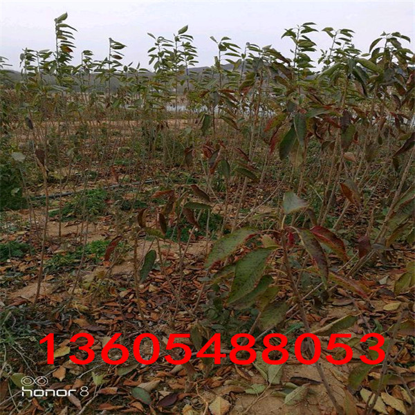 蘭丁2號(hào)砧木、蘭丁2號(hào)砧木新行情