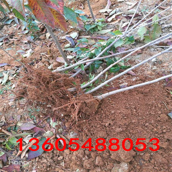 果品考特櫻桃砧木苗供應(yīng)基地