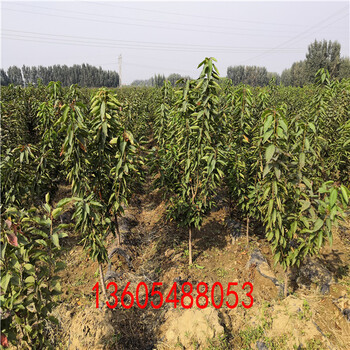 5年生吉塞拉12號砧木、吉塞拉12號砧木育苗基地(請您查看)