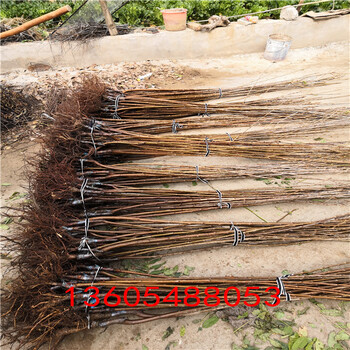 成枝力均強(qiáng)的吉塞拉12號(hào)砧木適合栽植環(huán)境