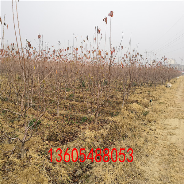 考特櫻桃砧木苗實拍圖片、考特櫻桃砧木苗根系表現(xiàn)好