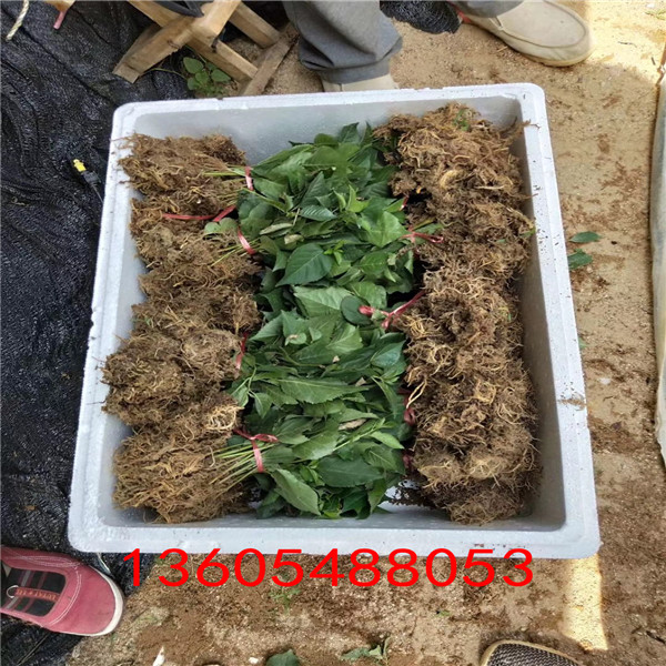蘭丁2號(hào)砧木、蘭丁2號(hào)砧木新行情