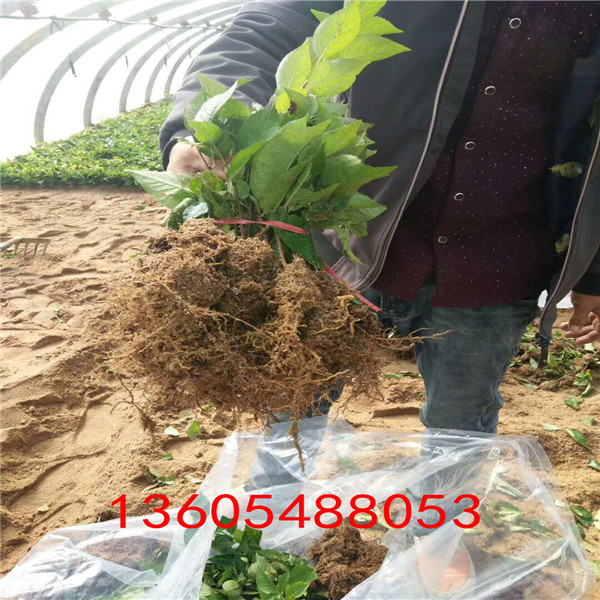 櫻桃小苗每天價(jià)格、櫻桃小苗