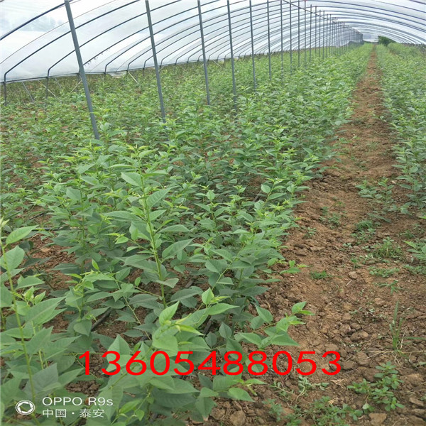 吉塞拉12號砧木基地直供