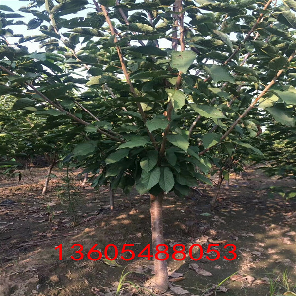 果個(gè)大小整齊的吉塞拉12號(hào)砧木、吉塞拉12號(hào)砧木品種種類多_純度高