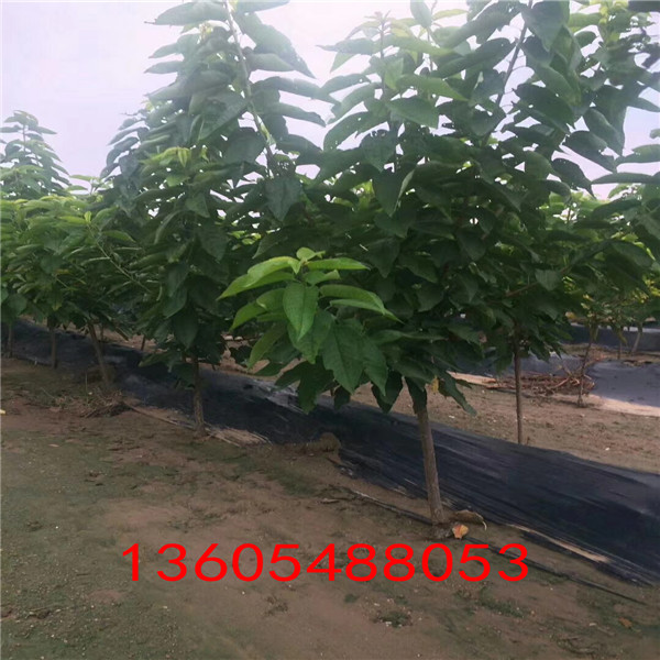 樹冠高大大櫻桃種苗量大優(yōu)惠