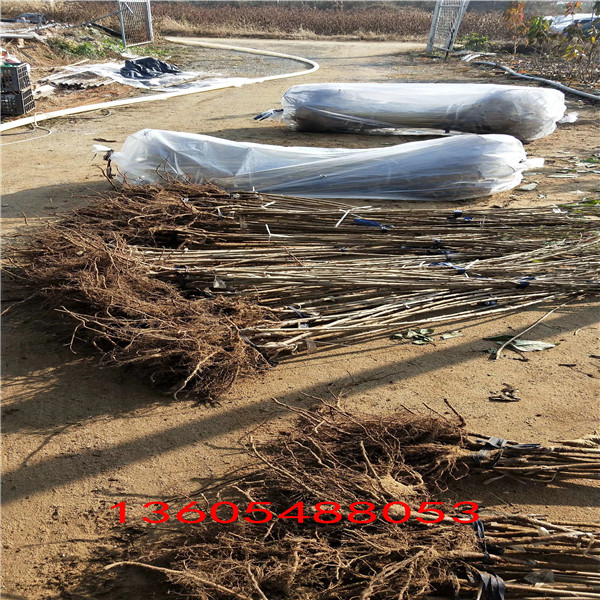 樹勢強健的櫻砧王櫻桃砧木苗、櫻砧王櫻桃砧木苗價格表產(chǎn)地