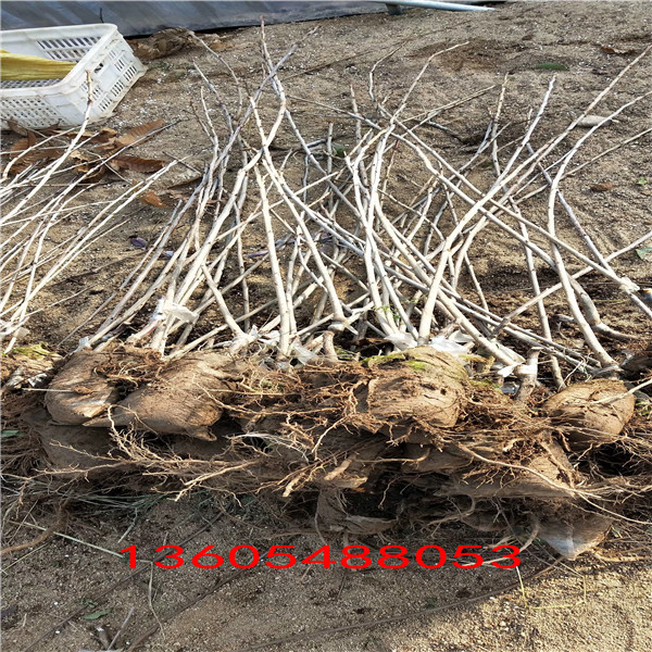 連續(xù)結果性強馬哈利櫻桃砧木苗、馬哈利櫻桃砧木苗市場價格
