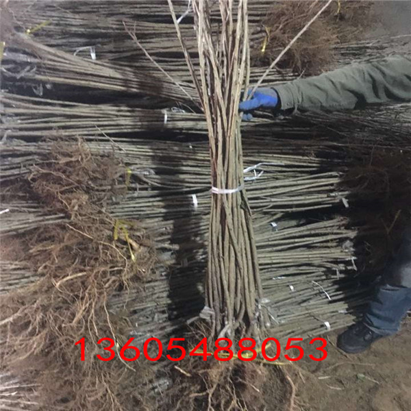 櫻桃小苗、櫻桃小苗發(fā)苗基地