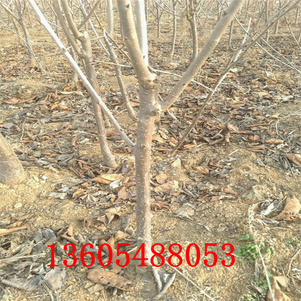 櫻桃小苗、櫻桃小苗發(fā)苗基地