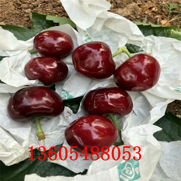 考特櫻桃砧木苗多久施肥