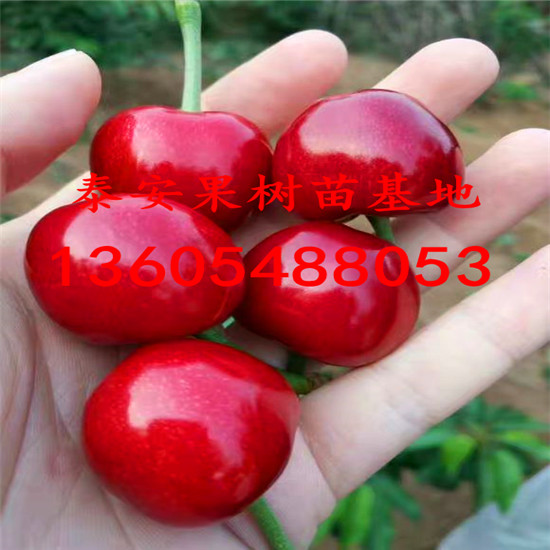 山櫻櫻桃砧木苗零售價