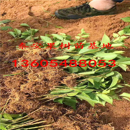 樹勢強健的櫻砧王櫻桃砧木苗、櫻砧王櫻桃砧木苗價格表產(chǎn)地